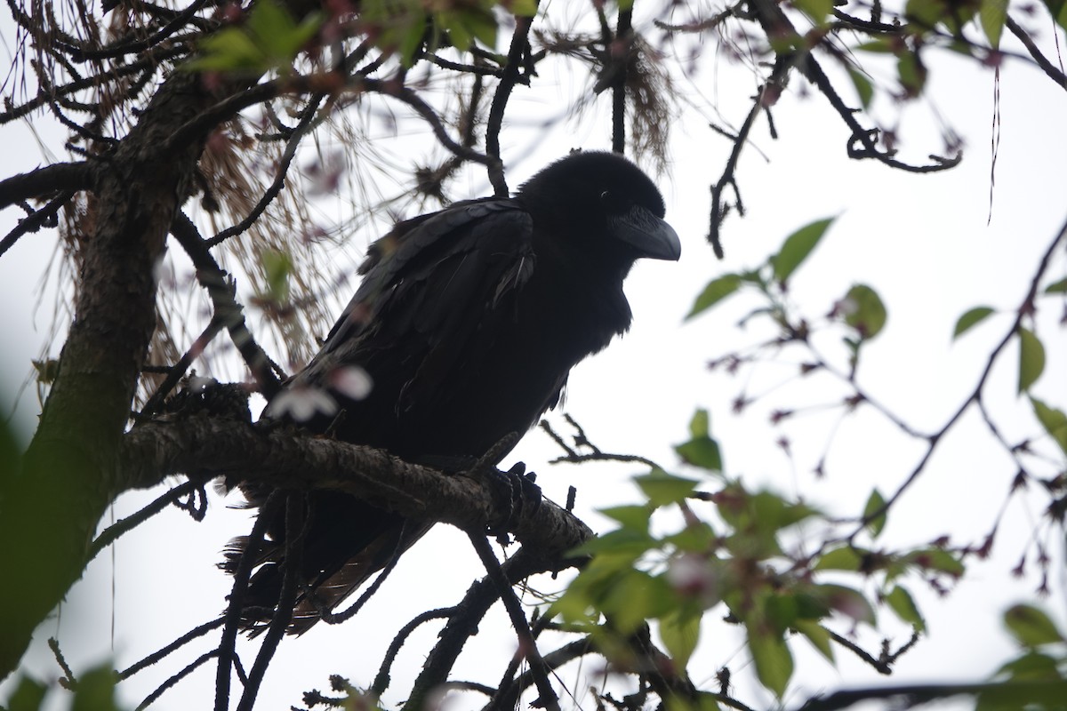 Large-billed Crow - ML434973281