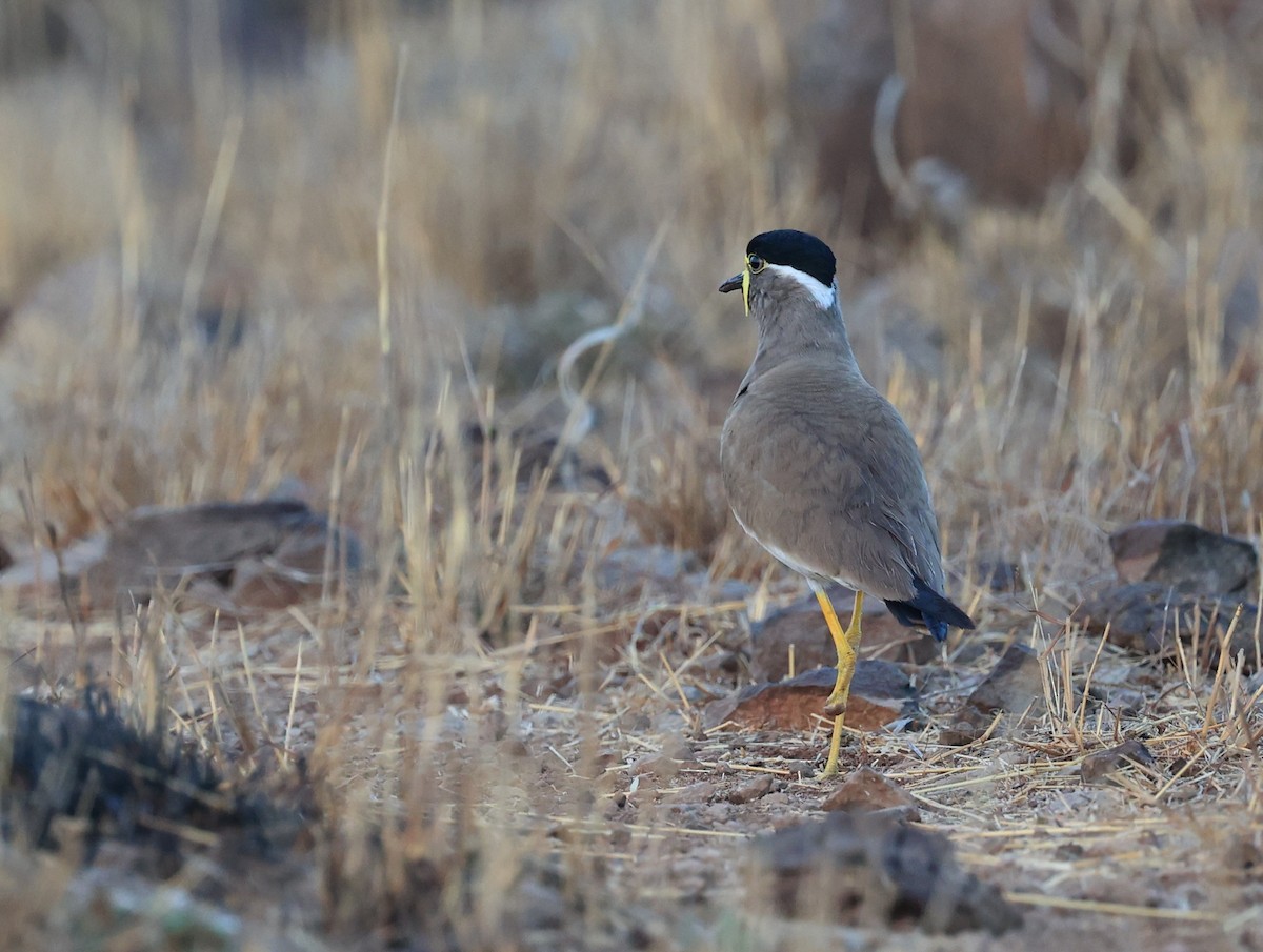 Yellow-wattled Lapwing - ML434975771