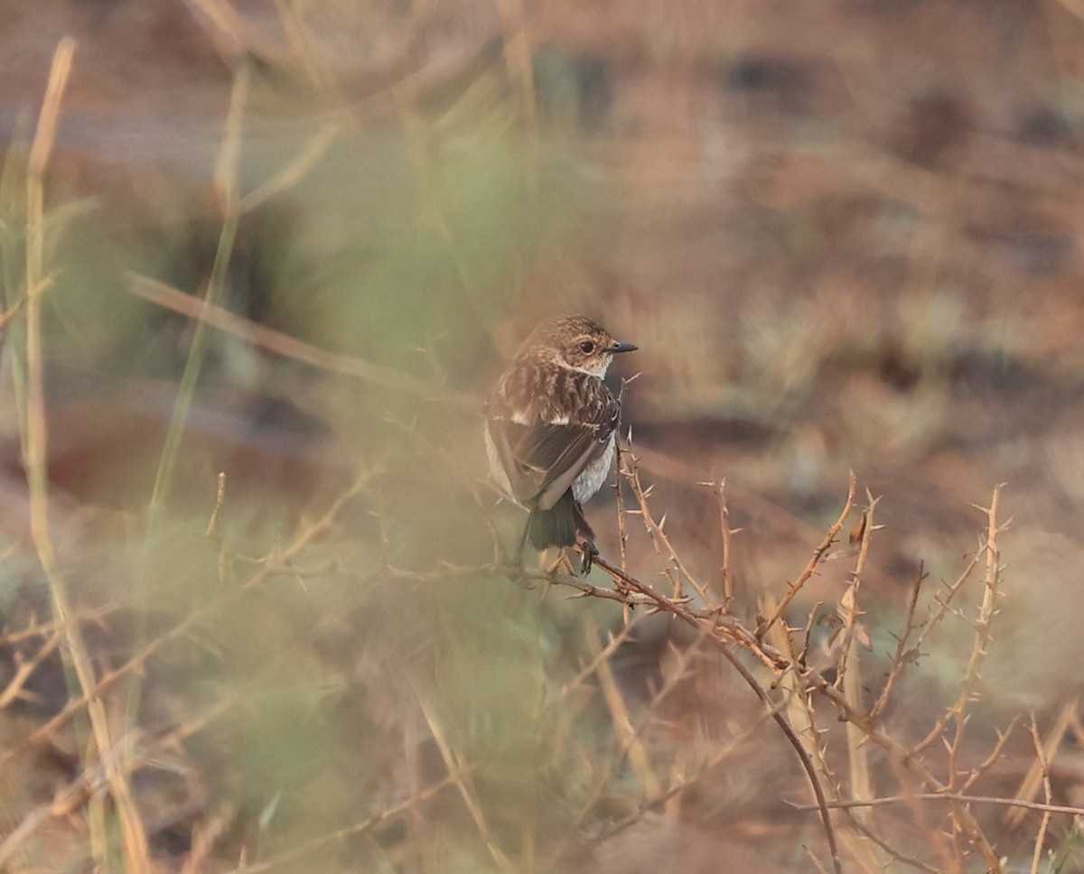 Siberian Stonechat - ML434975801