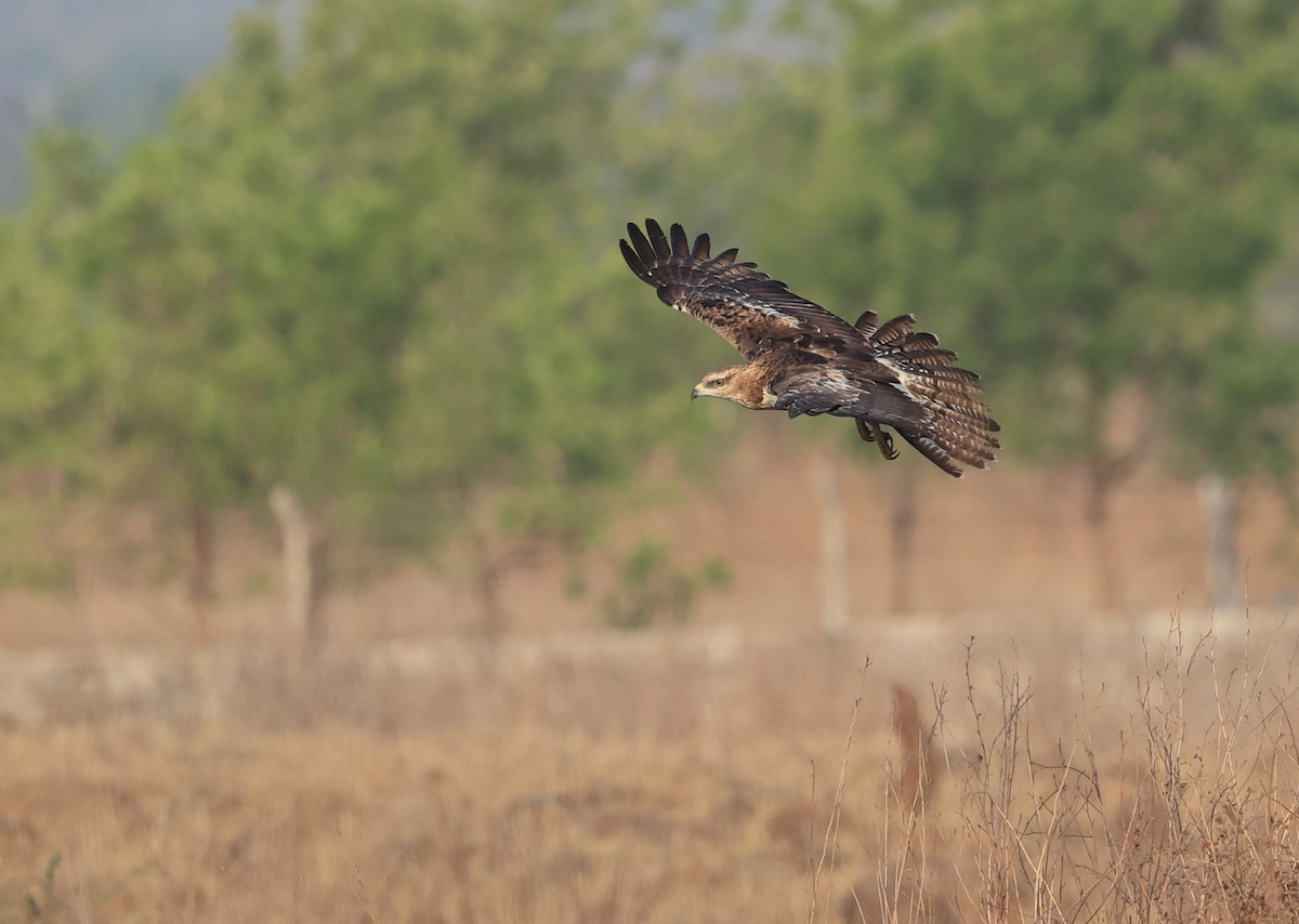 Oriental Honey-buzzard - Hemanya Radadia