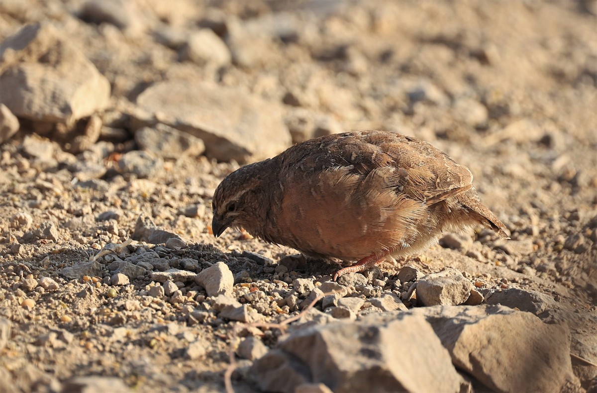 Rock Bush-Quail - ML434975991