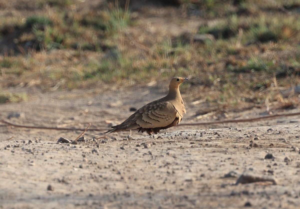 Chestnut-bellied Sandgrouse - ML434976011