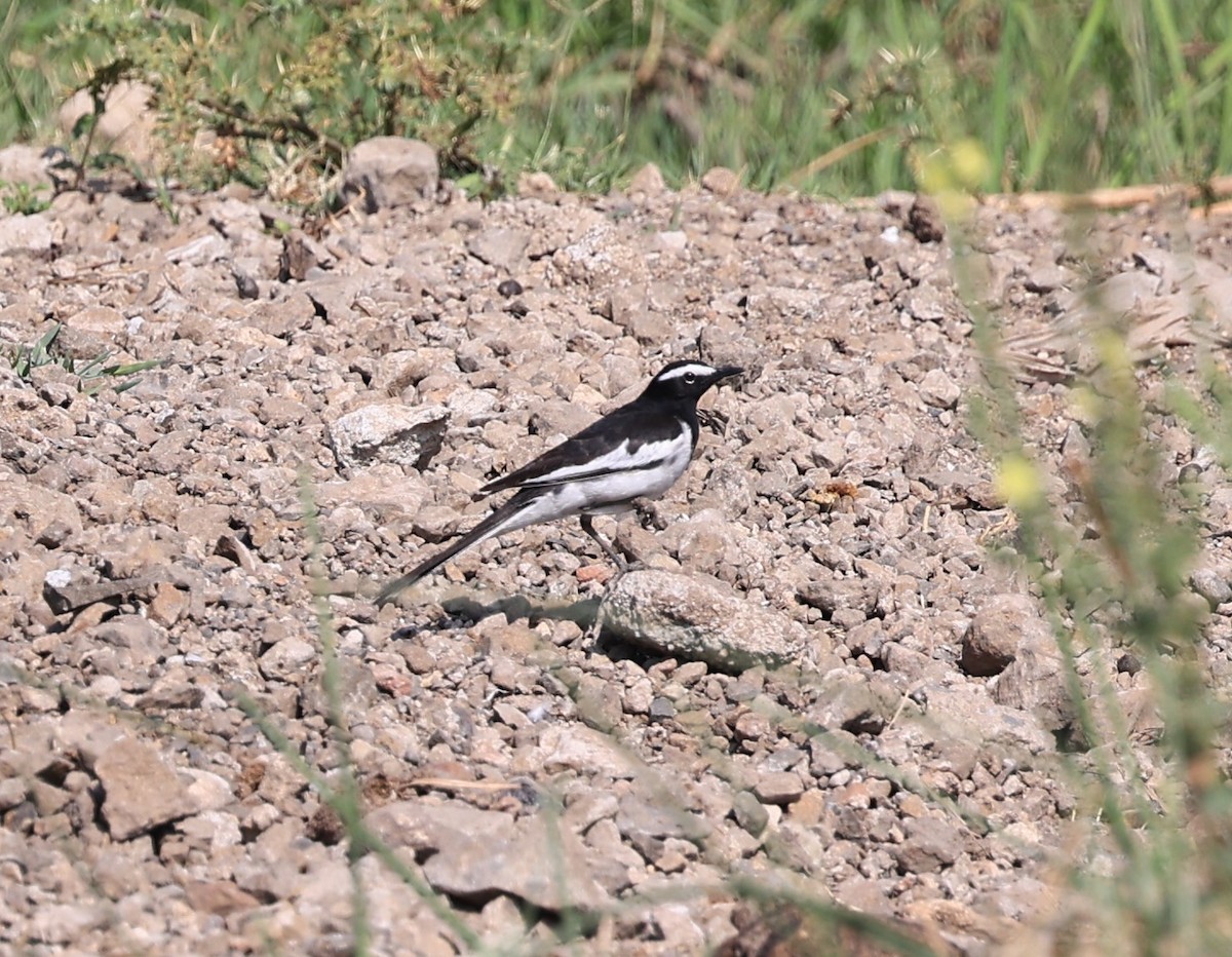 White-browed Wagtail - ML434976431