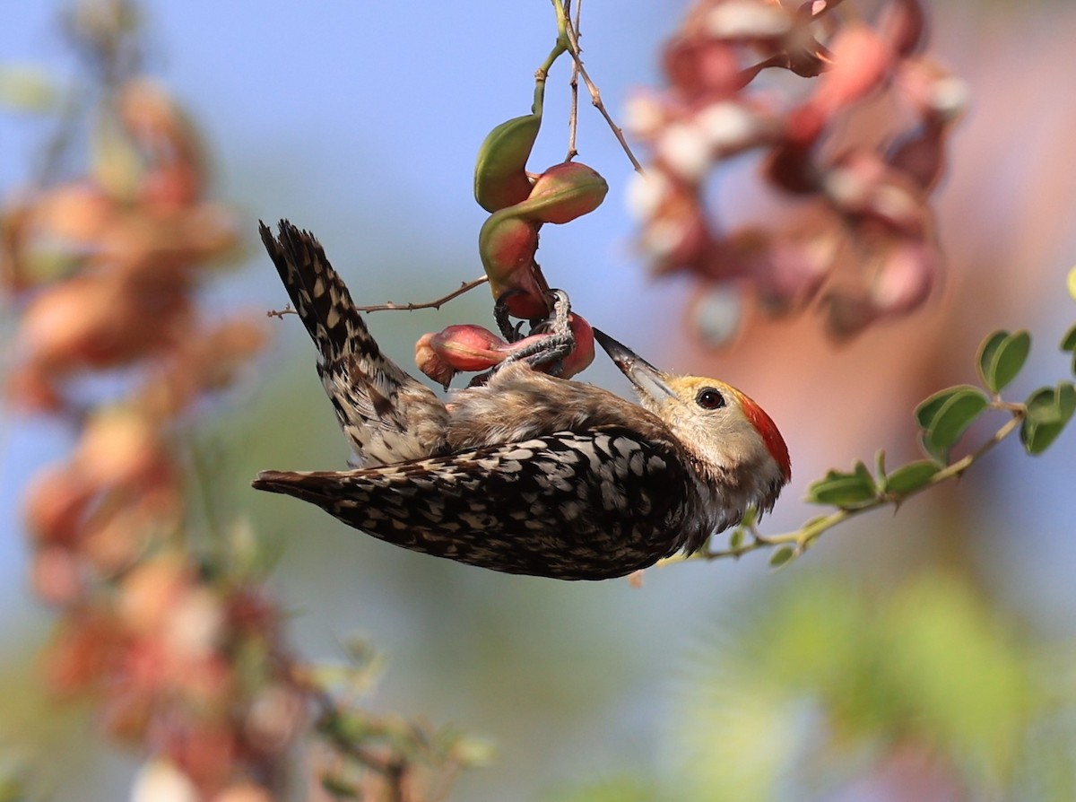Yellow-crowned Woodpecker - Hemanya Radadia