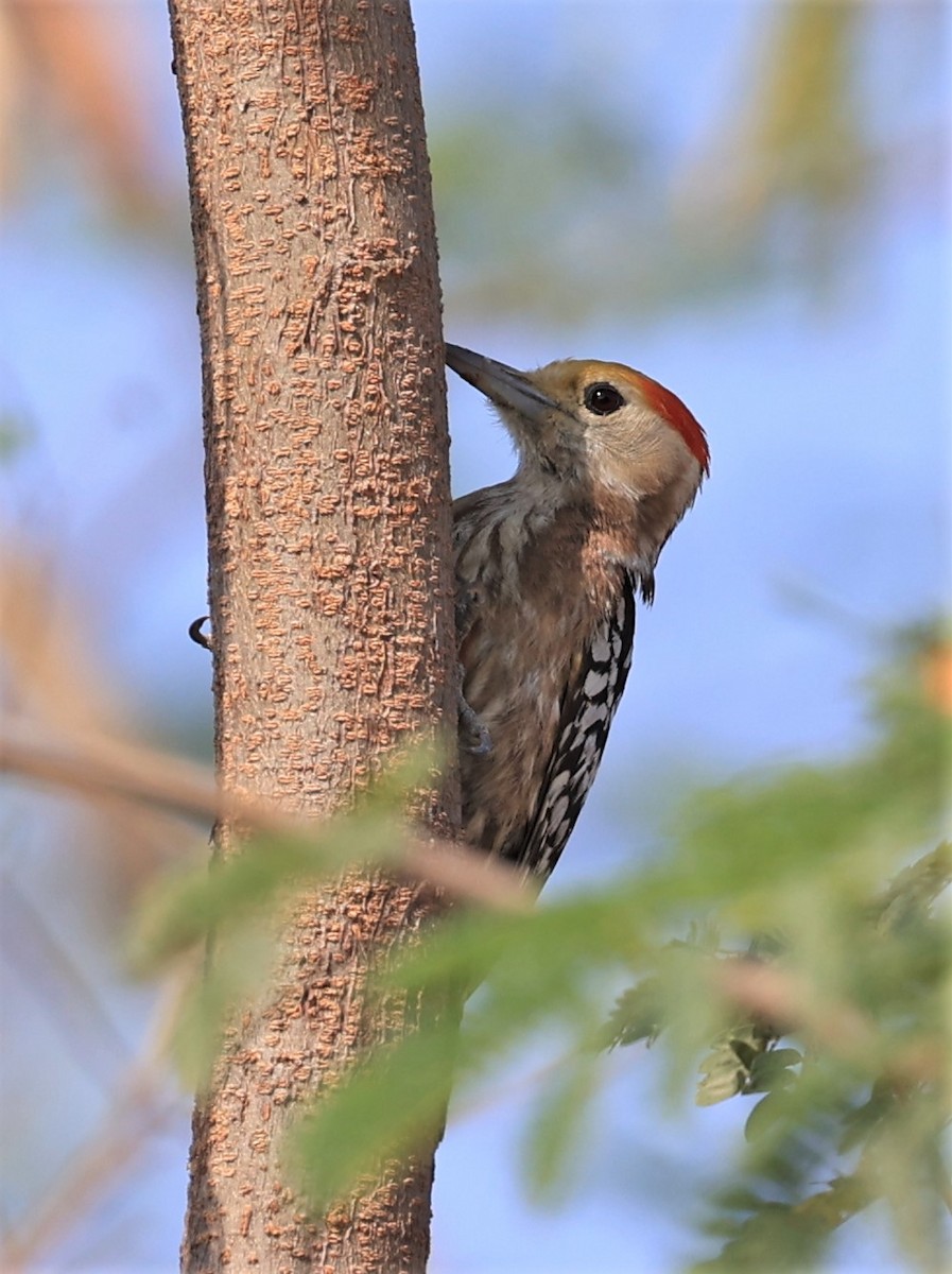 Yellow-crowned Woodpecker - ML434976741