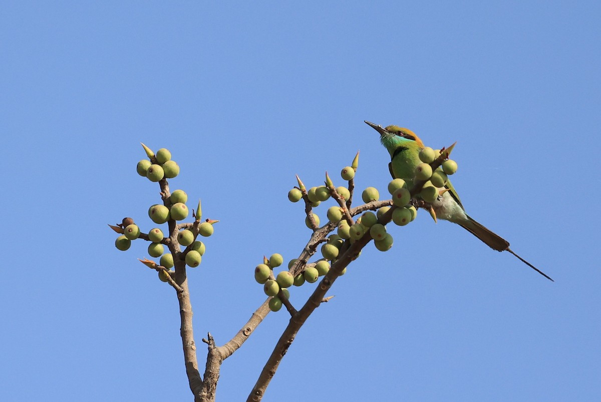 Asian Green Bee-eater - ML434976771