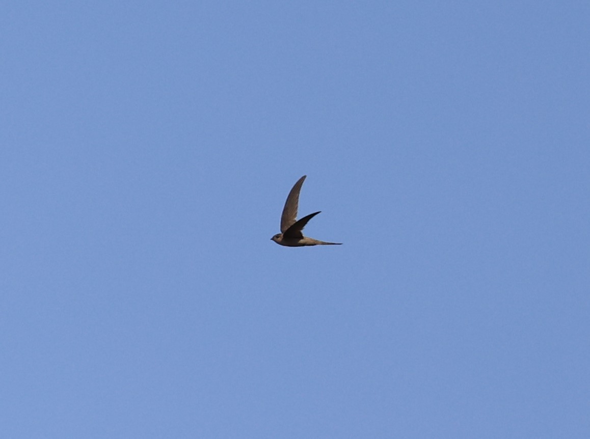 Asian Palm Swift - ML434976821