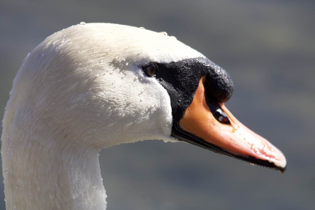 Mute Swan - ML434978861