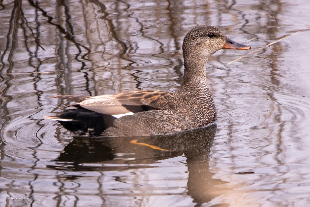 Gadwall - Antonio M Abella