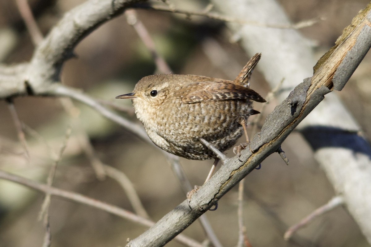 Winter Wren - ML434979161