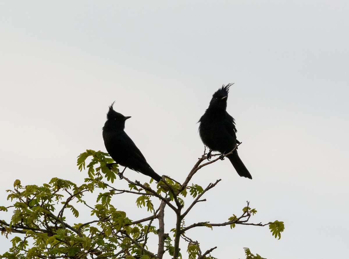 Crested Black-Tyrant - Anderson  Sandro