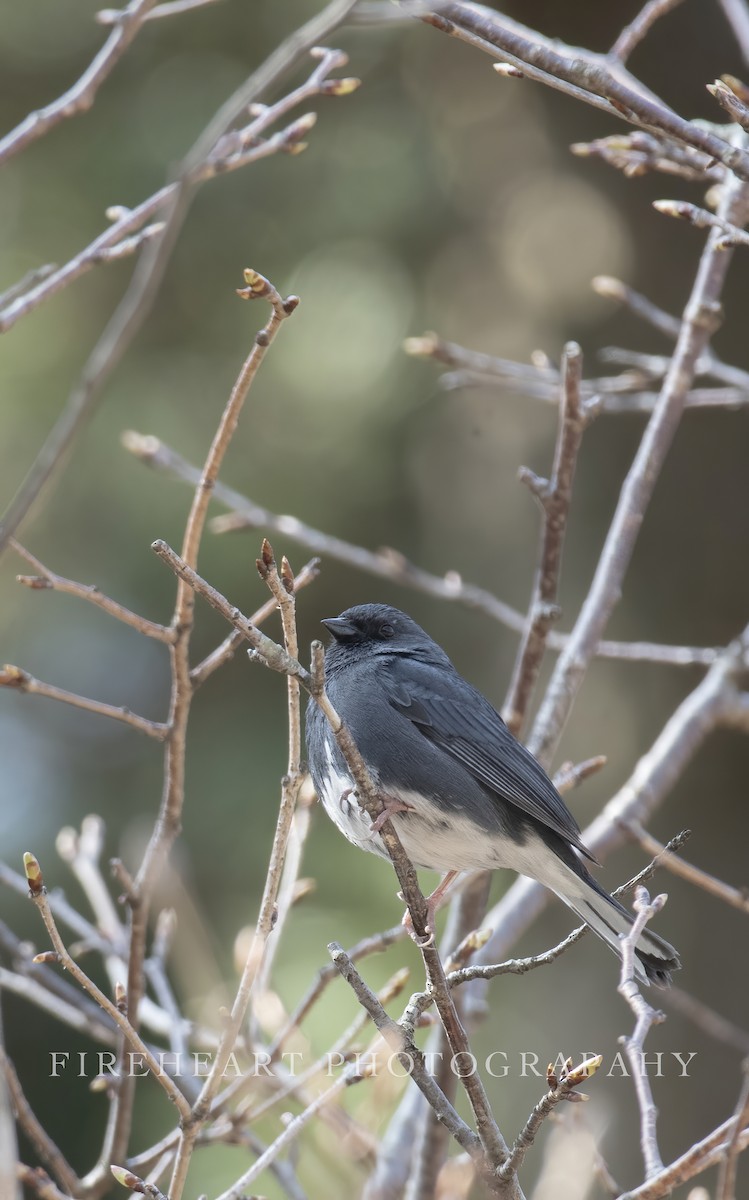 Slaty Bunting - ML434983141