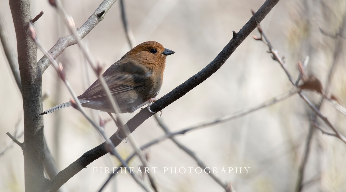 Slaty Bunting - ML434983181