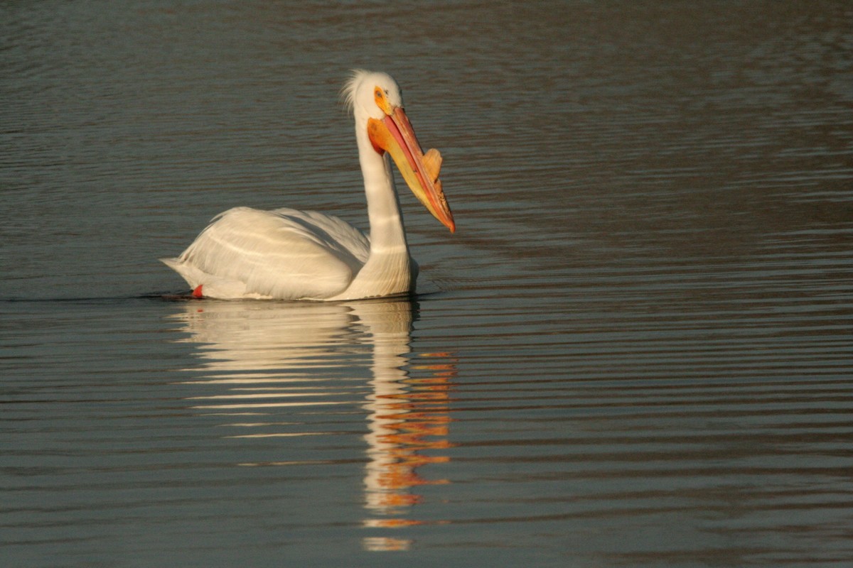 American White Pelican - ML434983441