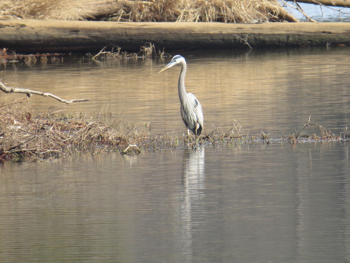 Great Blue Heron (Great Blue) - ML43498401