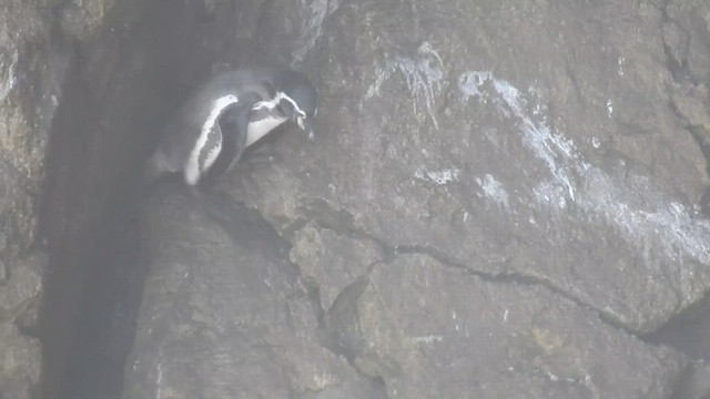 Humboldt Penguin - ML434984161