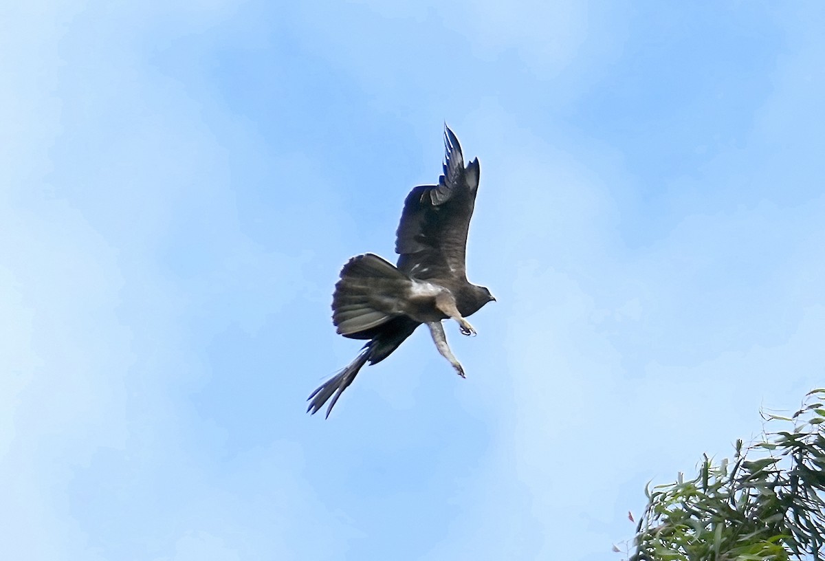 Booted Eagle - ML434984421