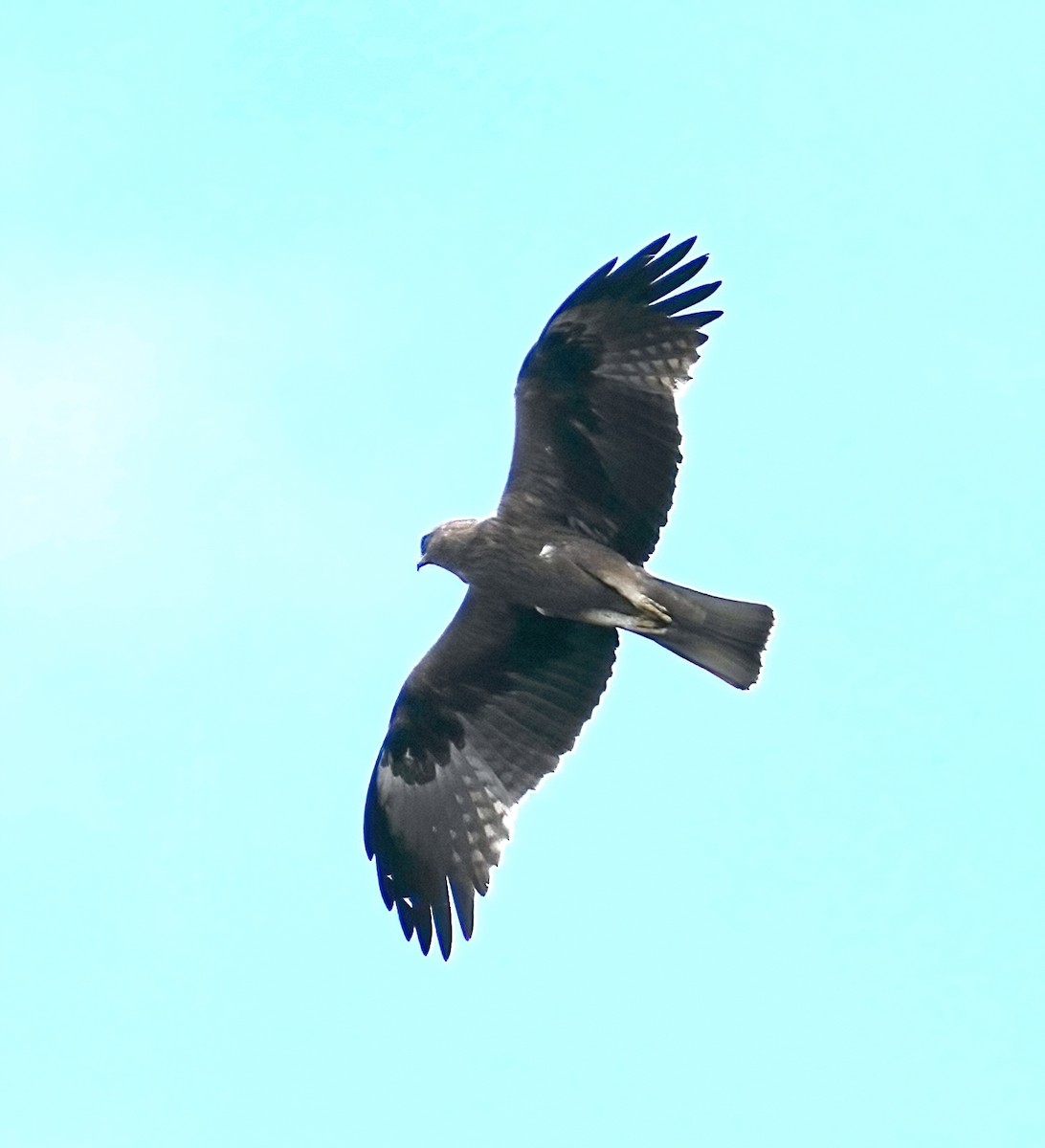 Booted Eagle - ML434984461