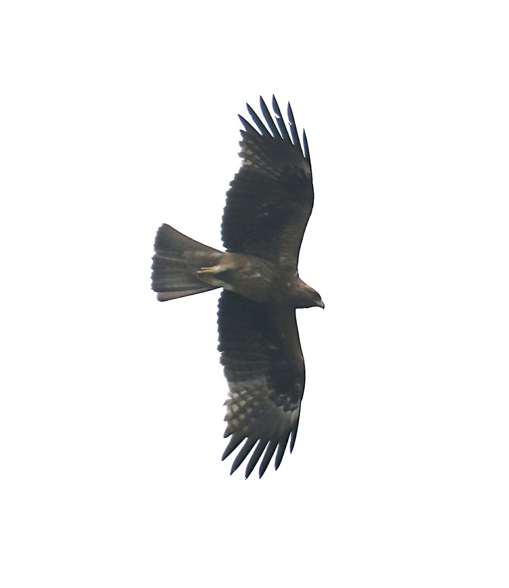 Booted Eagle - ML434984471