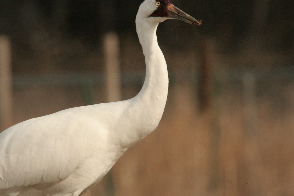 Whooping Crane - ML434984741