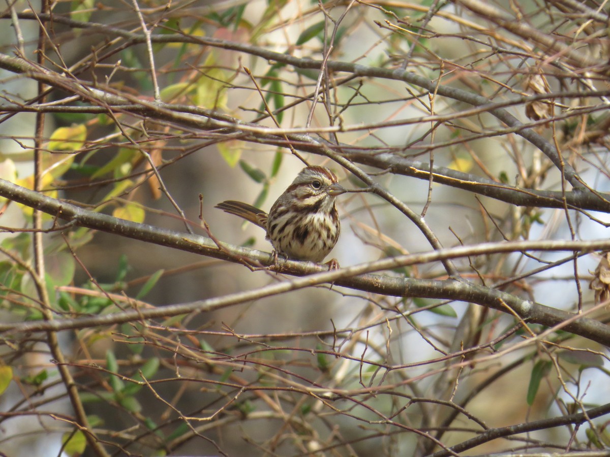 Song Sparrow - ML43498481