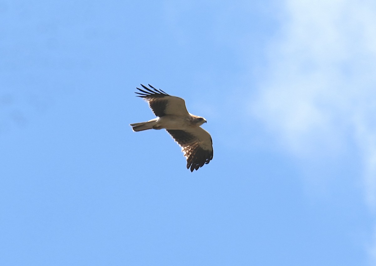 Booted Eagle - ML434985001