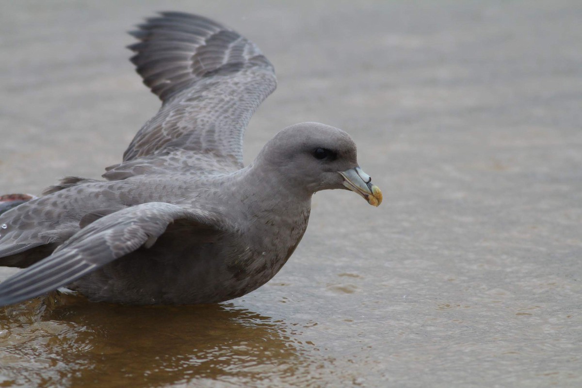 Northern Fulmar - ML43498551