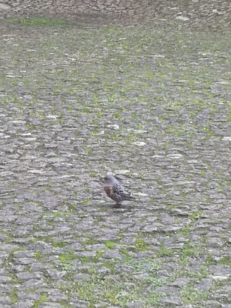 Alpine Accentor - ML434986001