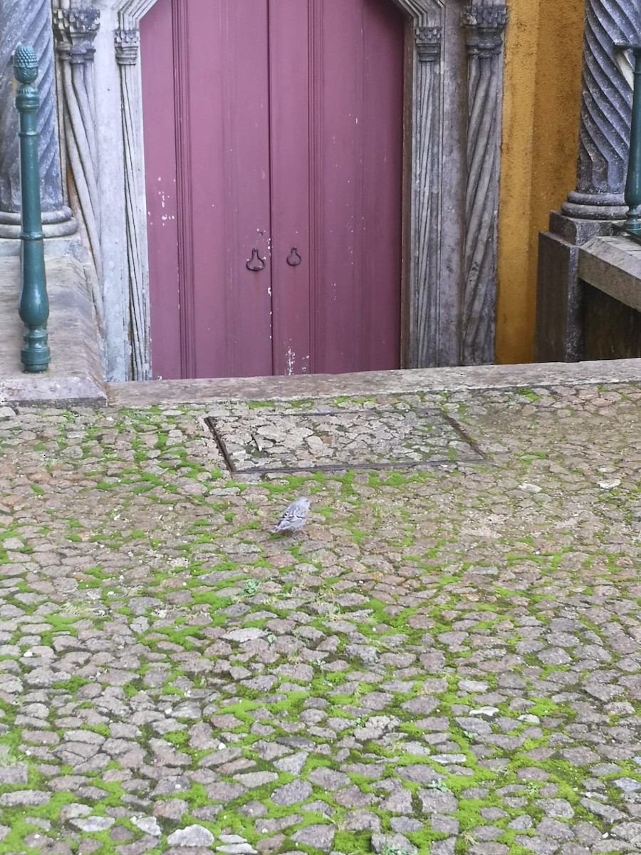 Alpine Accentor - ML434986021