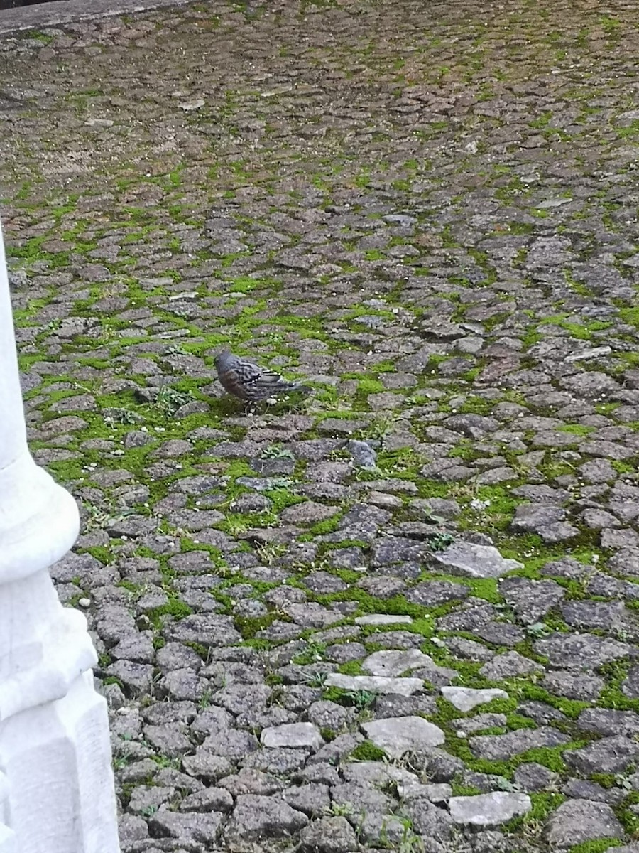 Alpine Accentor - ML434986041