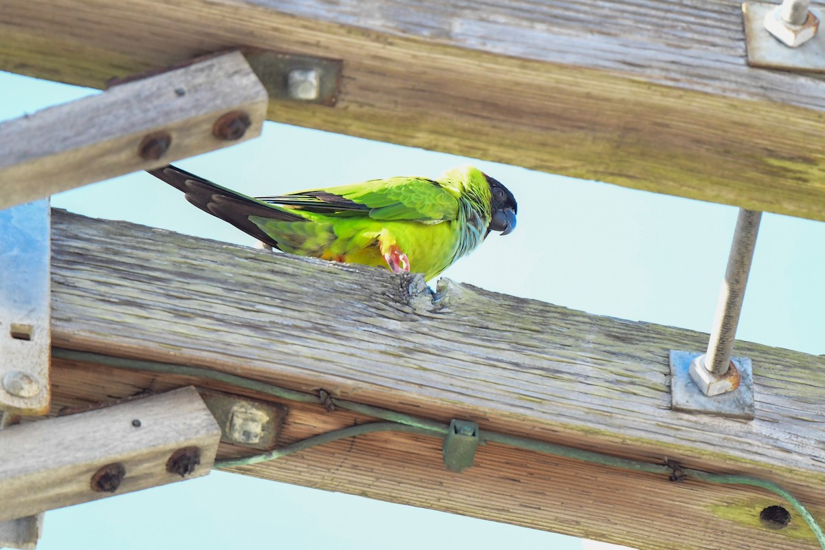 Nanday Parakeet - ML434986671