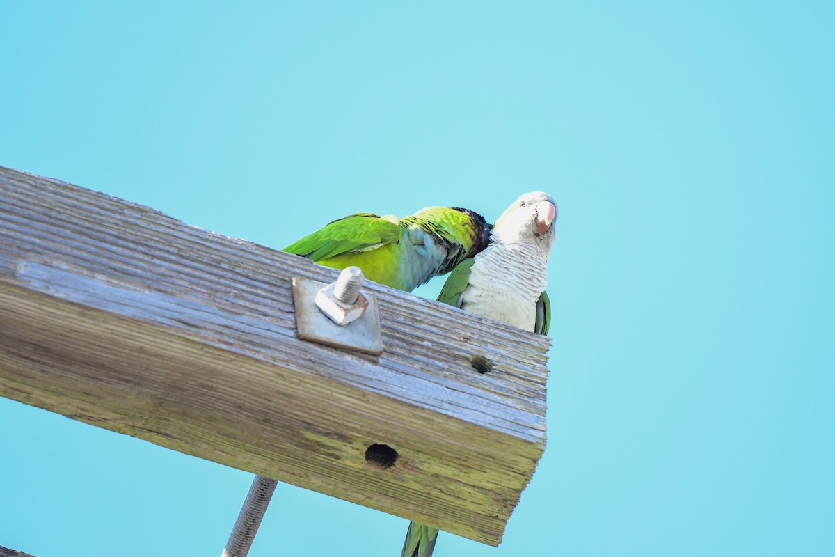 Nanday Parakeet - ML434986681