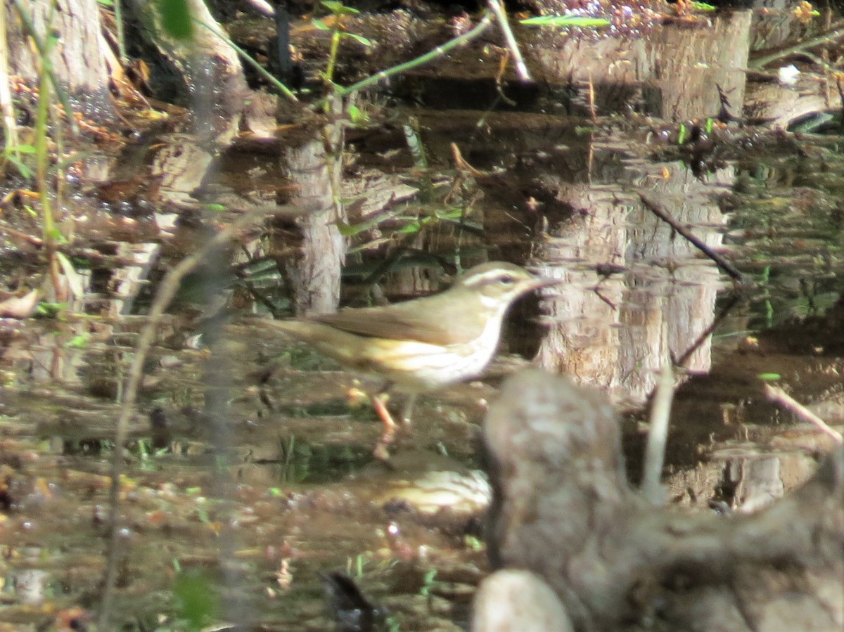 Louisiana Waterthrush - ML434987081