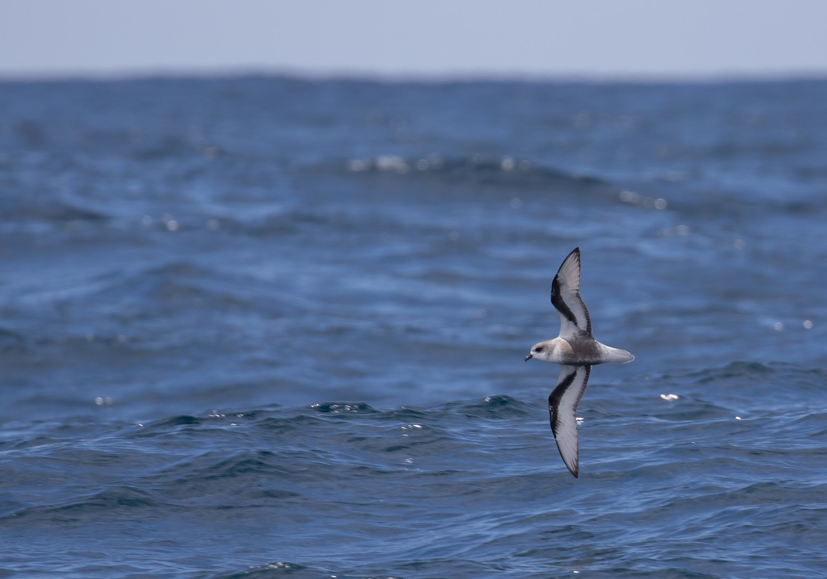 Mottled Petrel - ML434987611