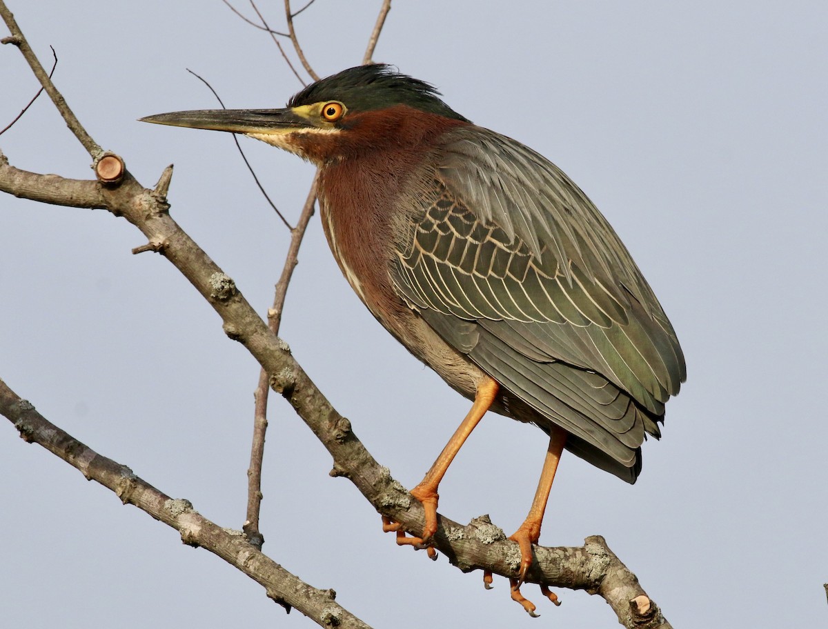 Green Heron - Ryan Justice