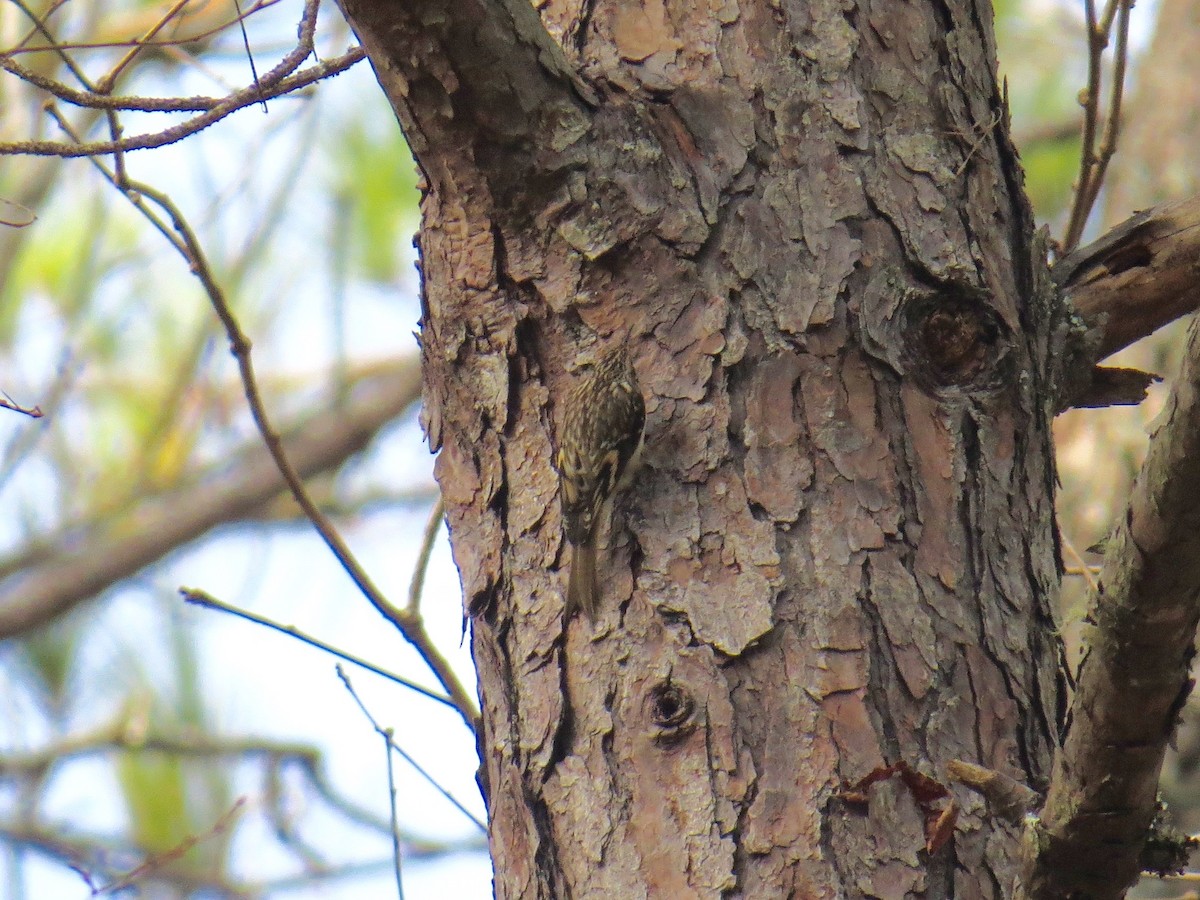 Brown Creeper - ML43498891