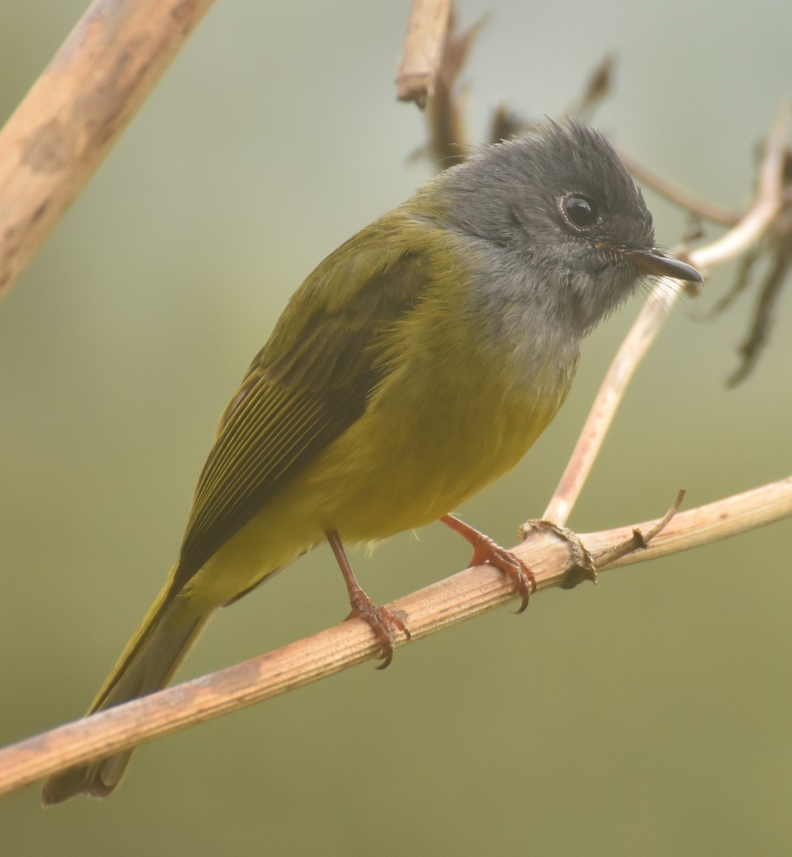 Gray-headed Canary-Flycatcher - ML434990001