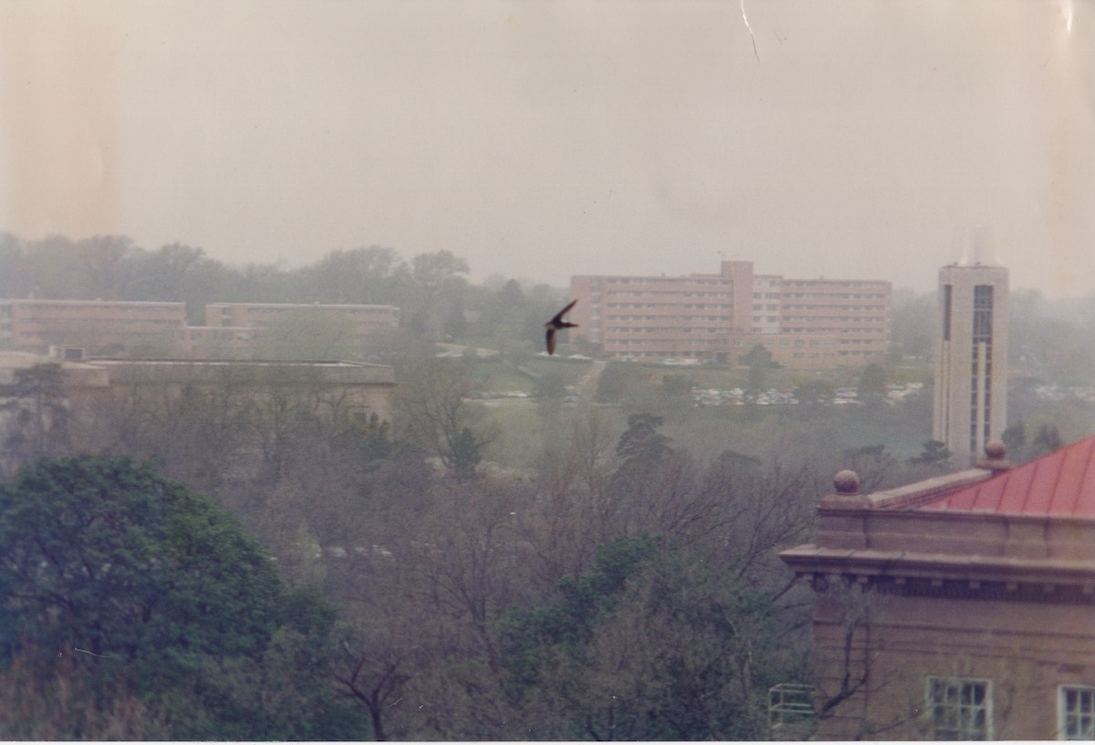 White-throated Swift - ML434991441