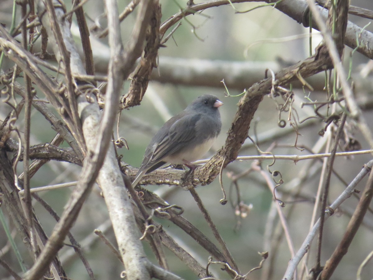 Dark-eyed Junco (Slate-colored) - ML43499151