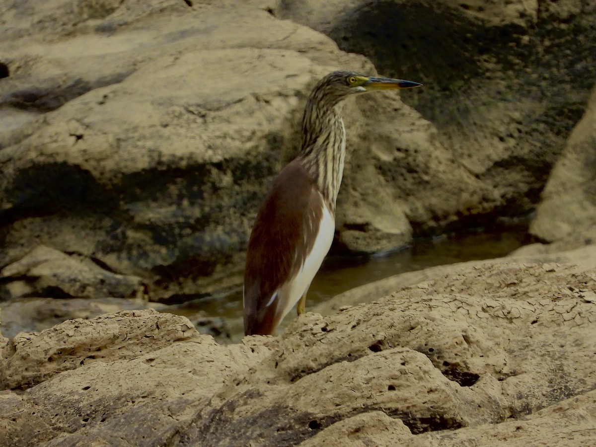 Chinese Pond-Heron - ML434991811