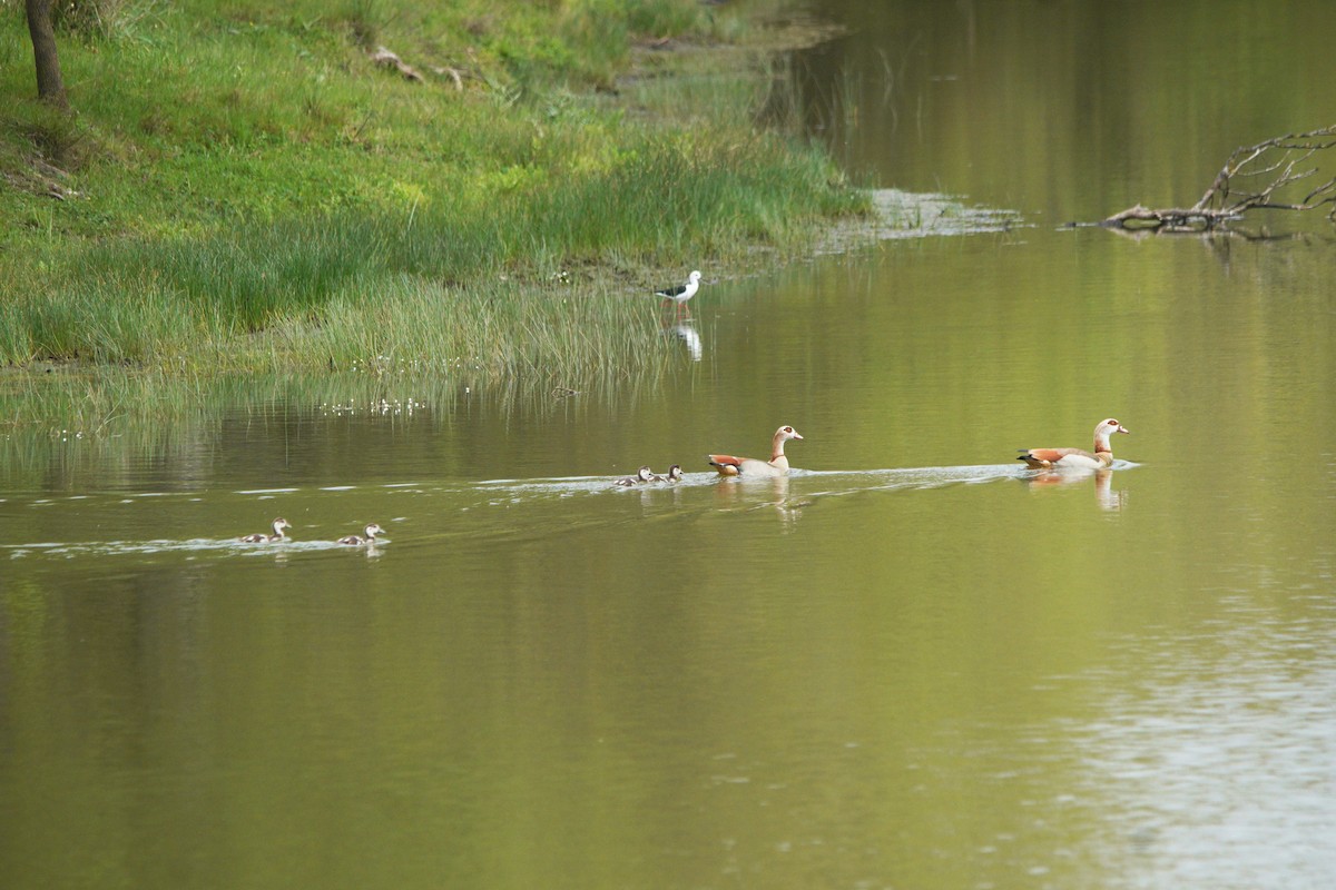 Egyptian Goose - ML434993181