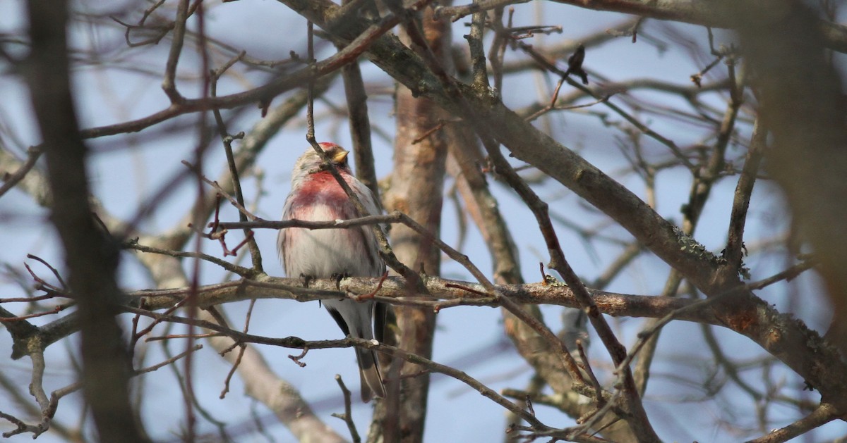 Common Redpoll (flammea) - ML43499401