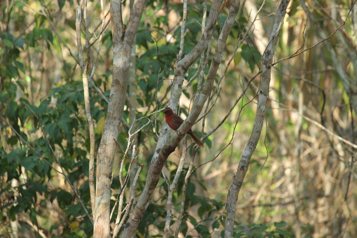 Red-throated Ant-Tanager - ML434994471