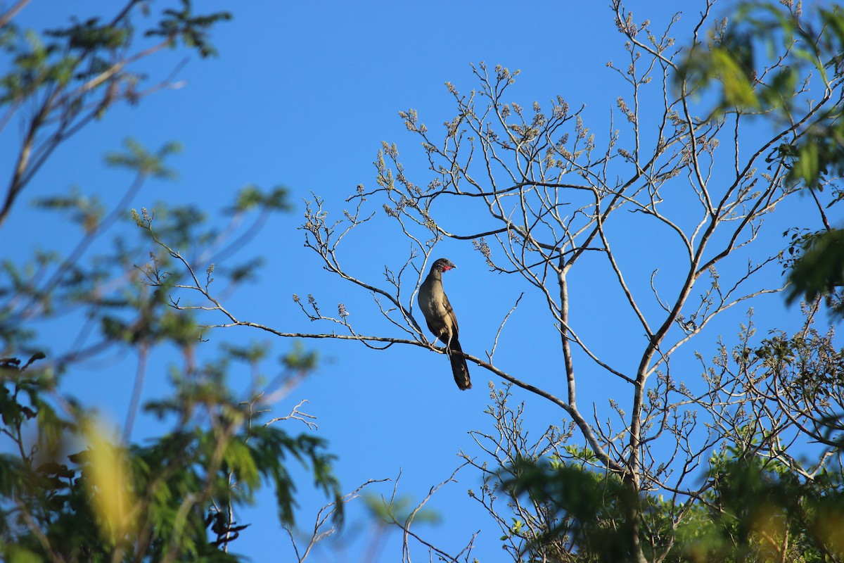 Plain Chachalaca - ML434994611
