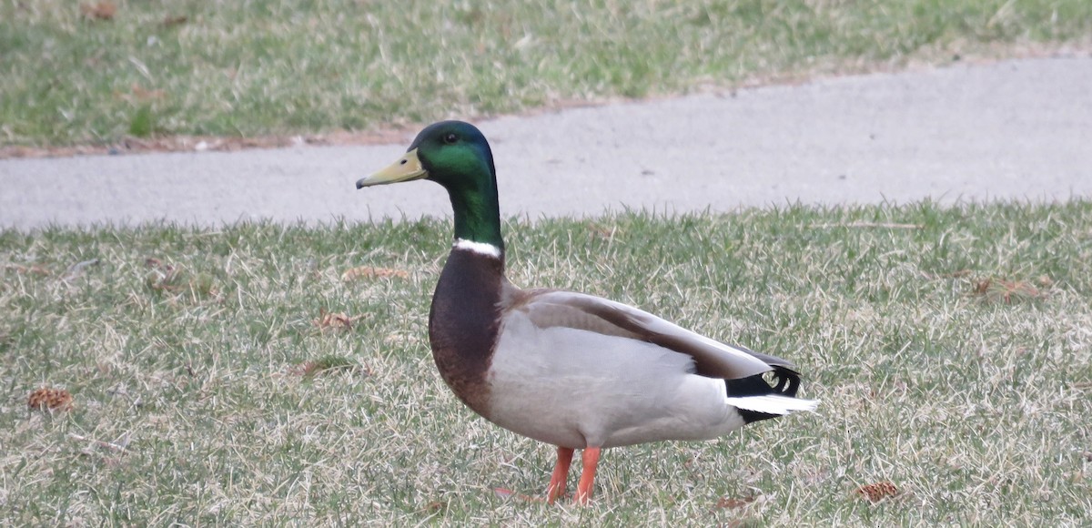 Mallard - ML434997311