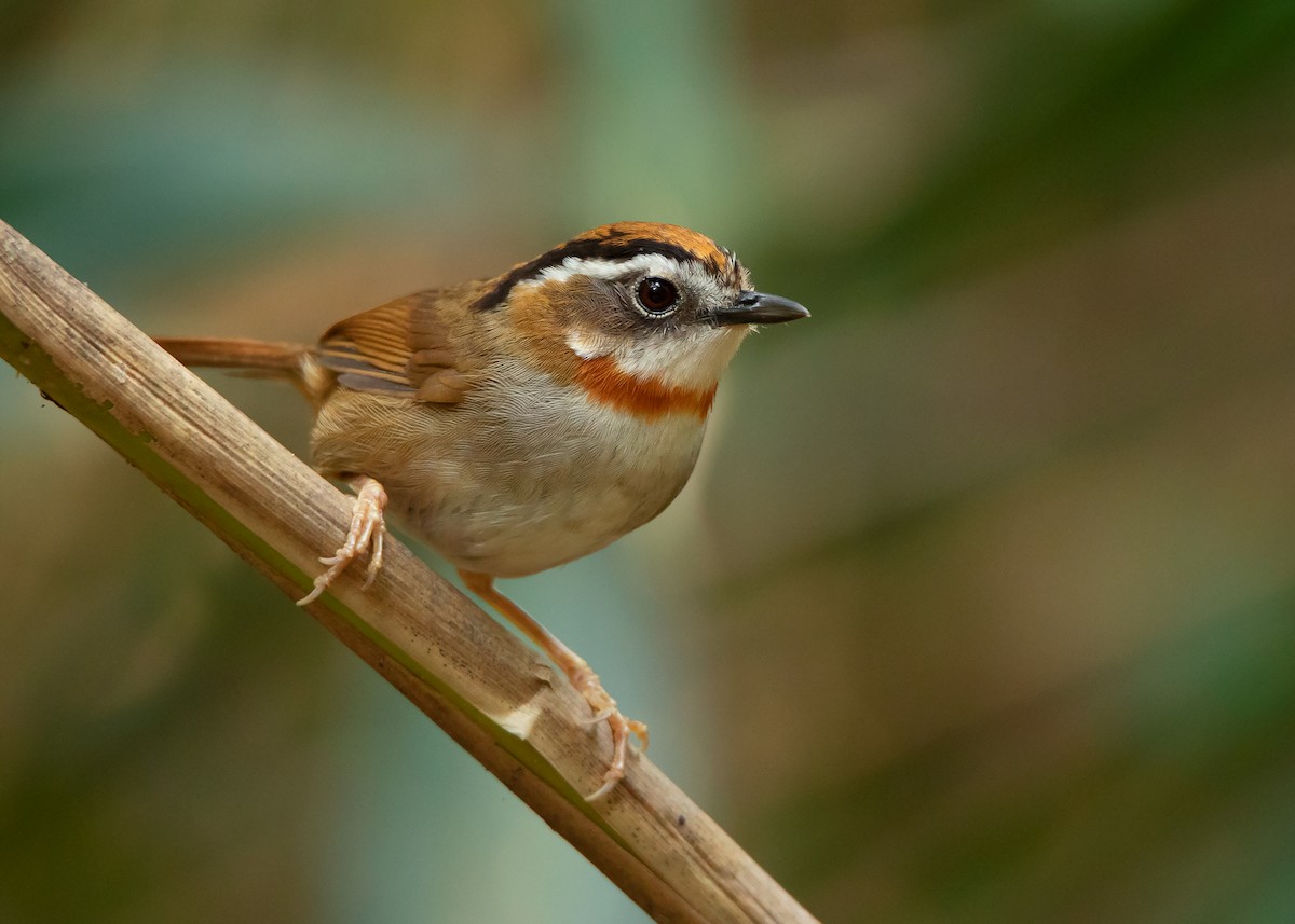 Rufous-throated Fulvetta - ML434997601