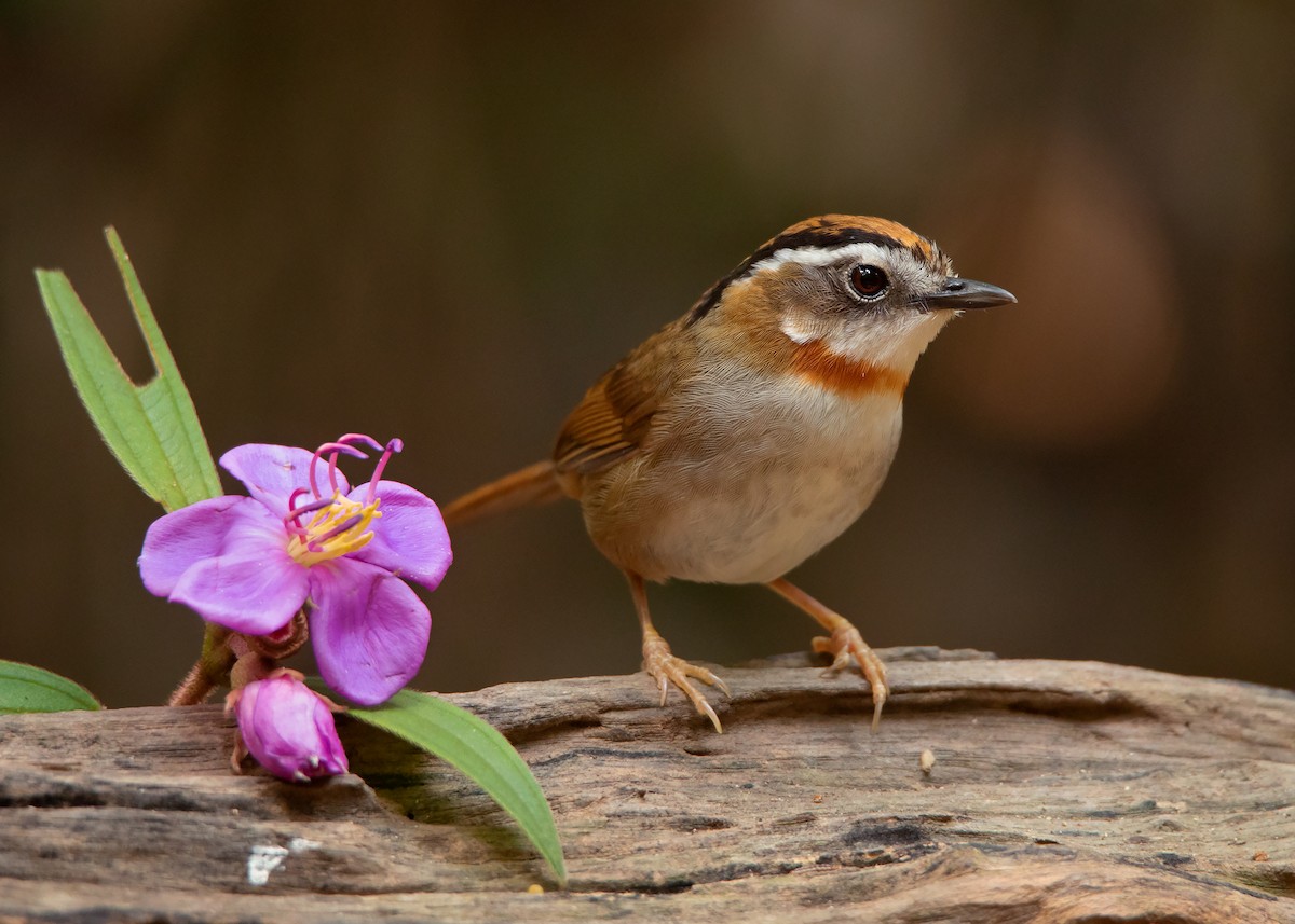 Rufous-throated Fulvetta - ML434997611