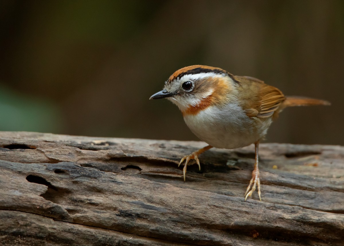 Rufous-throated Fulvetta - ML434997621