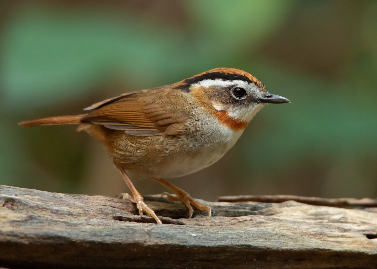 Rufous-throated Fulvetta - ML434997631