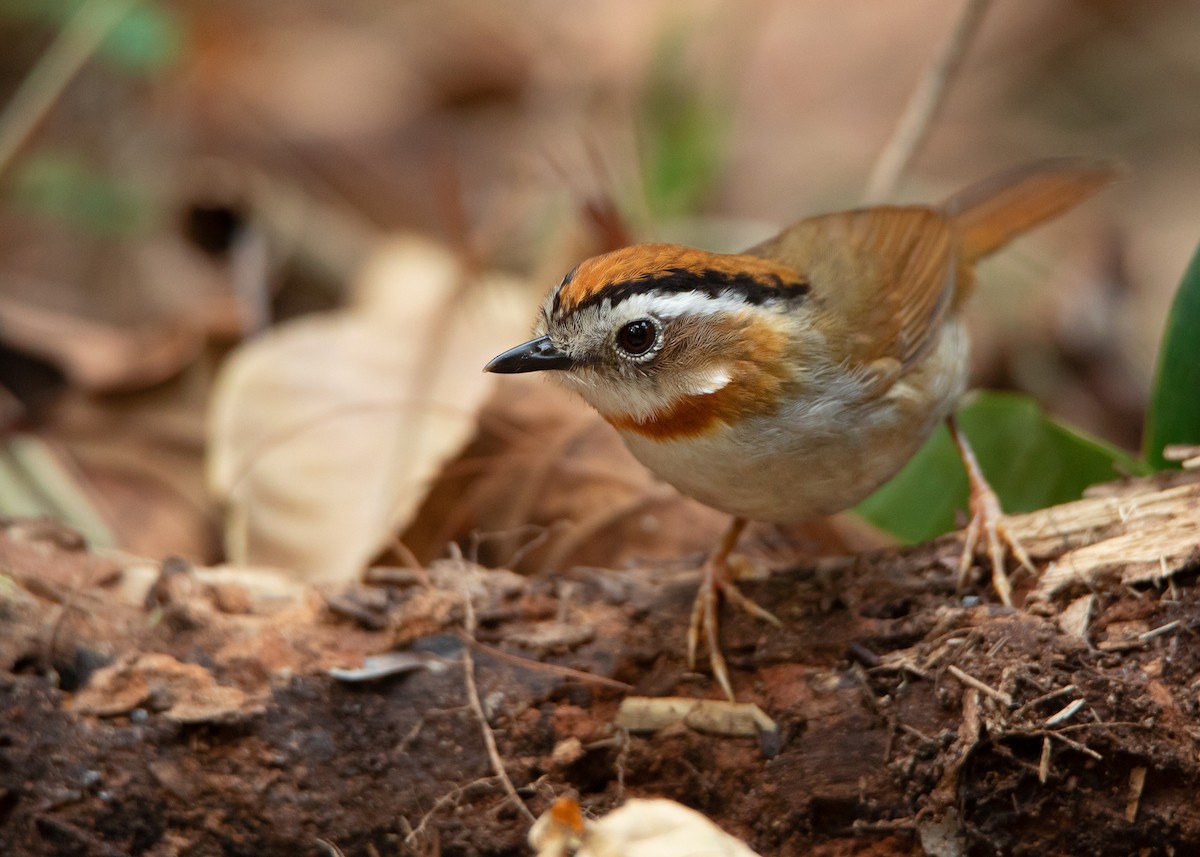 Rufous-throated Fulvetta - Ayuwat Jearwattanakanok